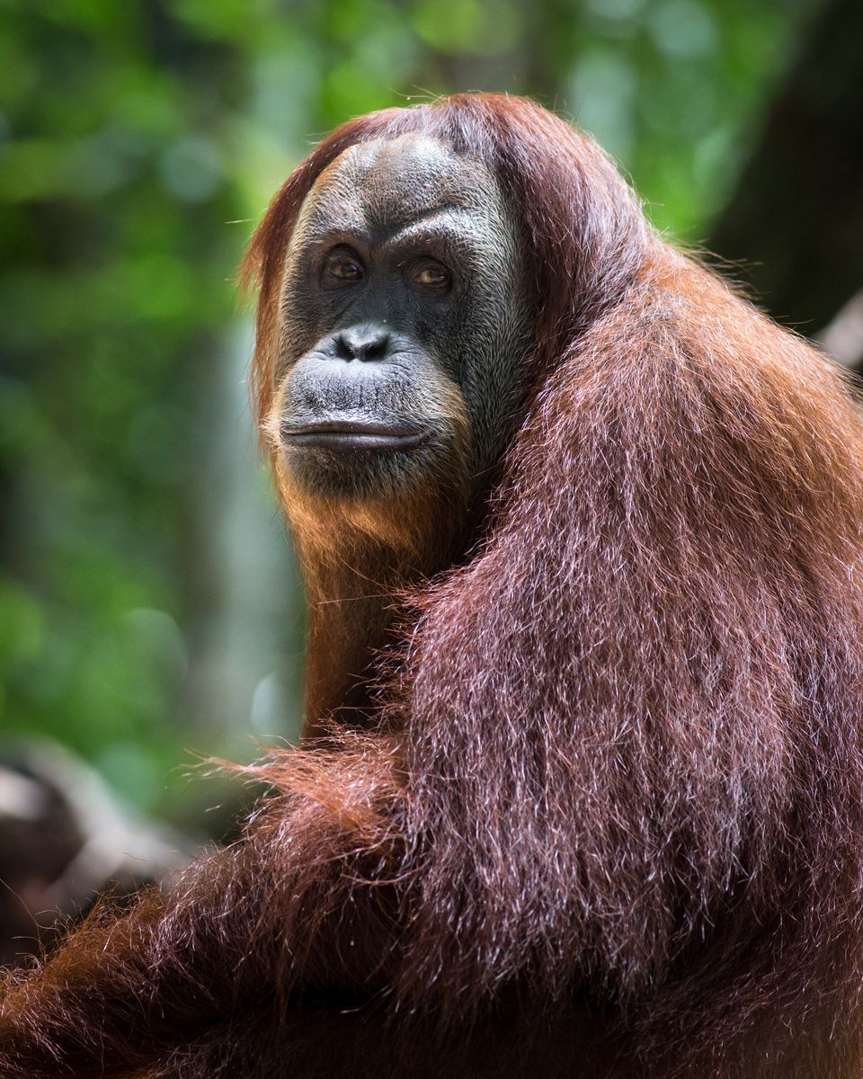 Jungle trekking Indra Valley Bukit Lawang