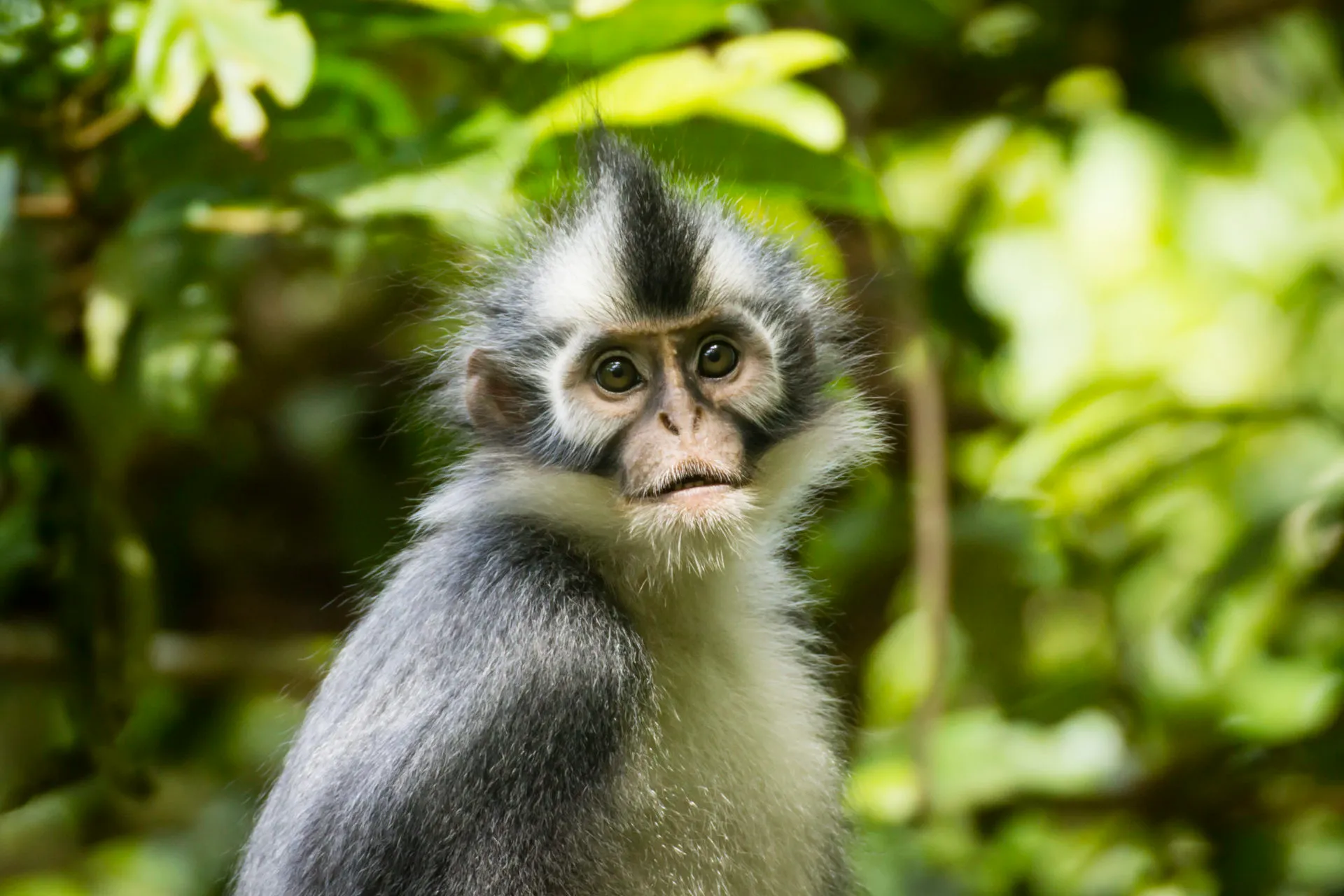 Jungle trekking Indra Valley Bukit Lawang