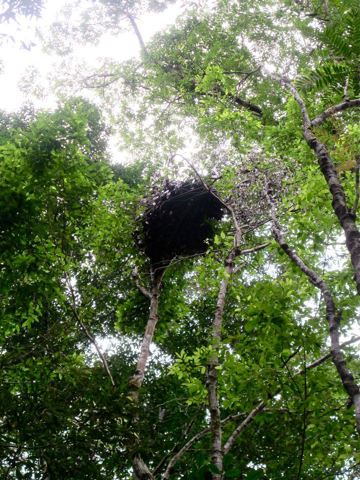 Jungle trekking Indra Valley Bukit Lawang