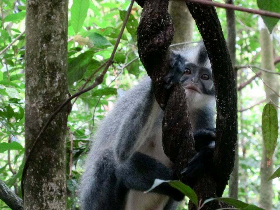 Jungle trekking Indra Valley Bukit Lawang