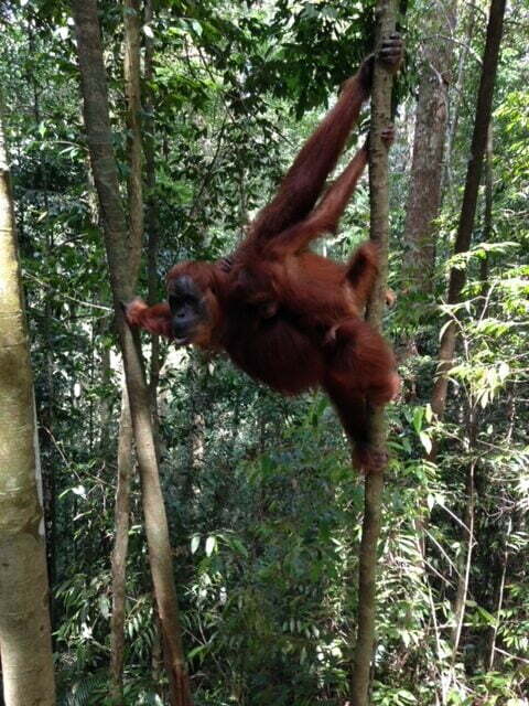 Jungle trekking Indra Valley Bukit Lawang