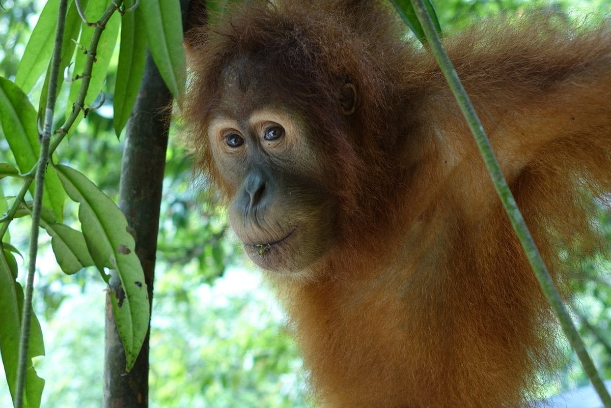 orangutan-hanging Bukit Lawang Sumatra