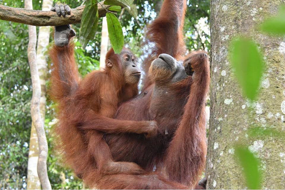 Jungle trekking Indra Valley Bukit Lawang