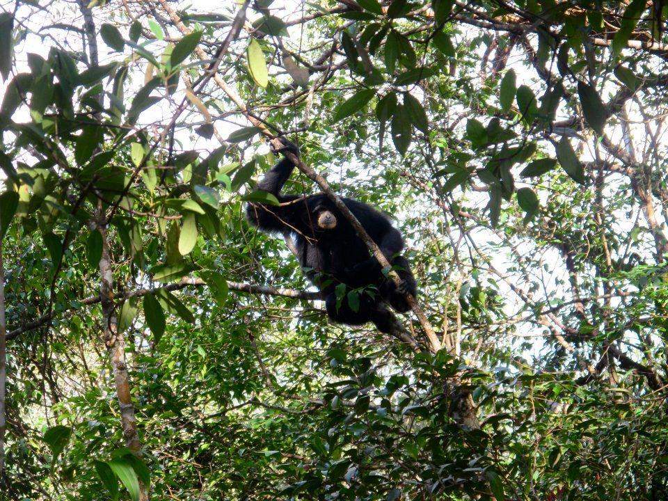 Jungle trekking Indra Valley Bukit Lawang