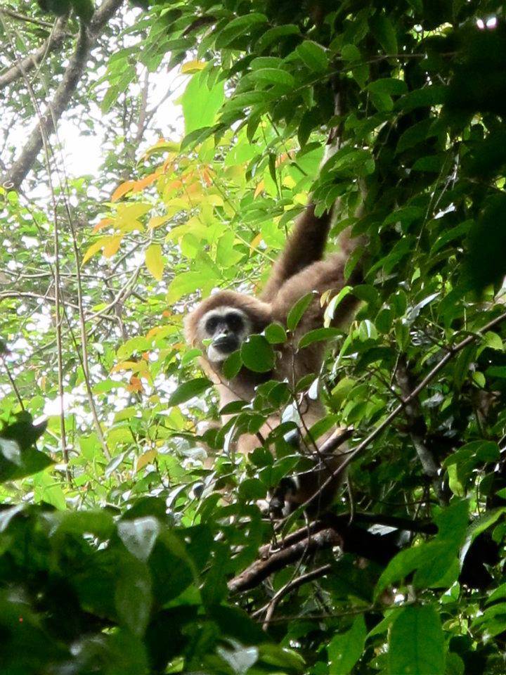 Jungle trekking Indra Valley Bukit Lawang