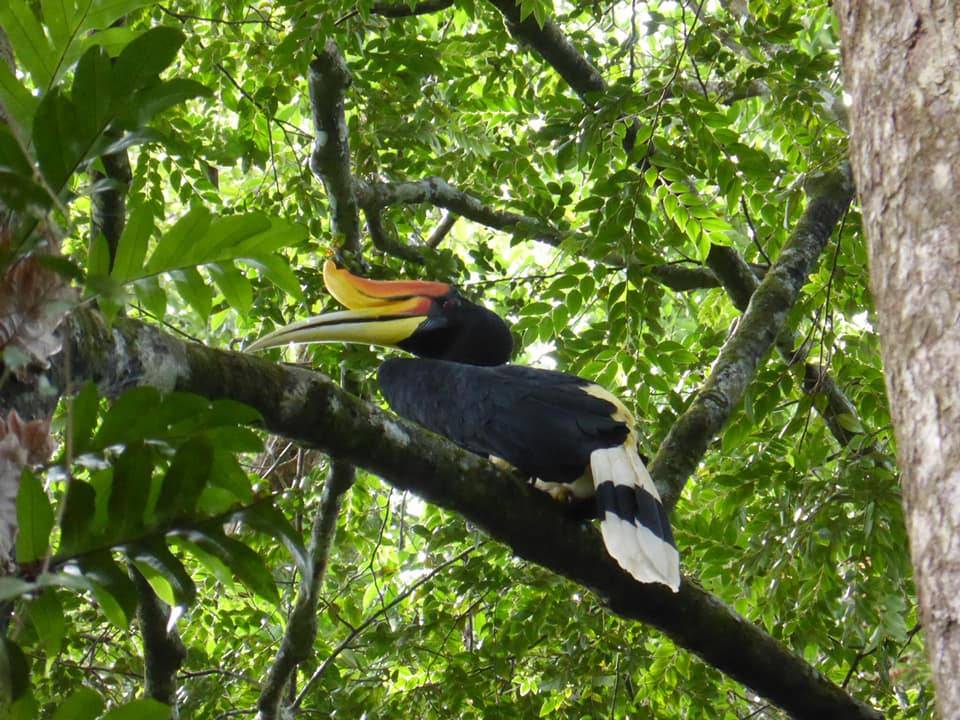 Jungle trekking Indra Valley Bukit Lawang