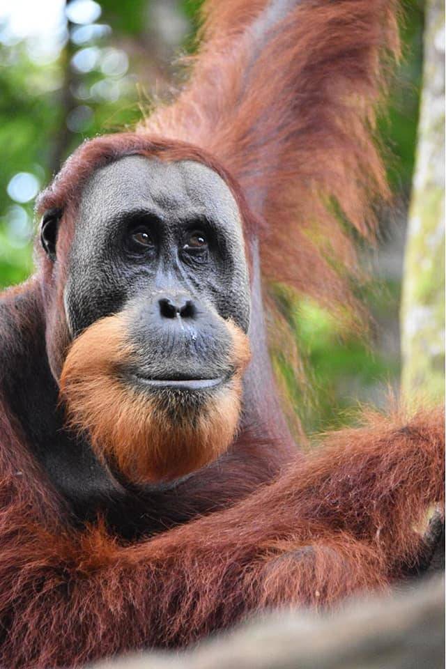 Jungle trekking Indra Valley Bukit Lawang